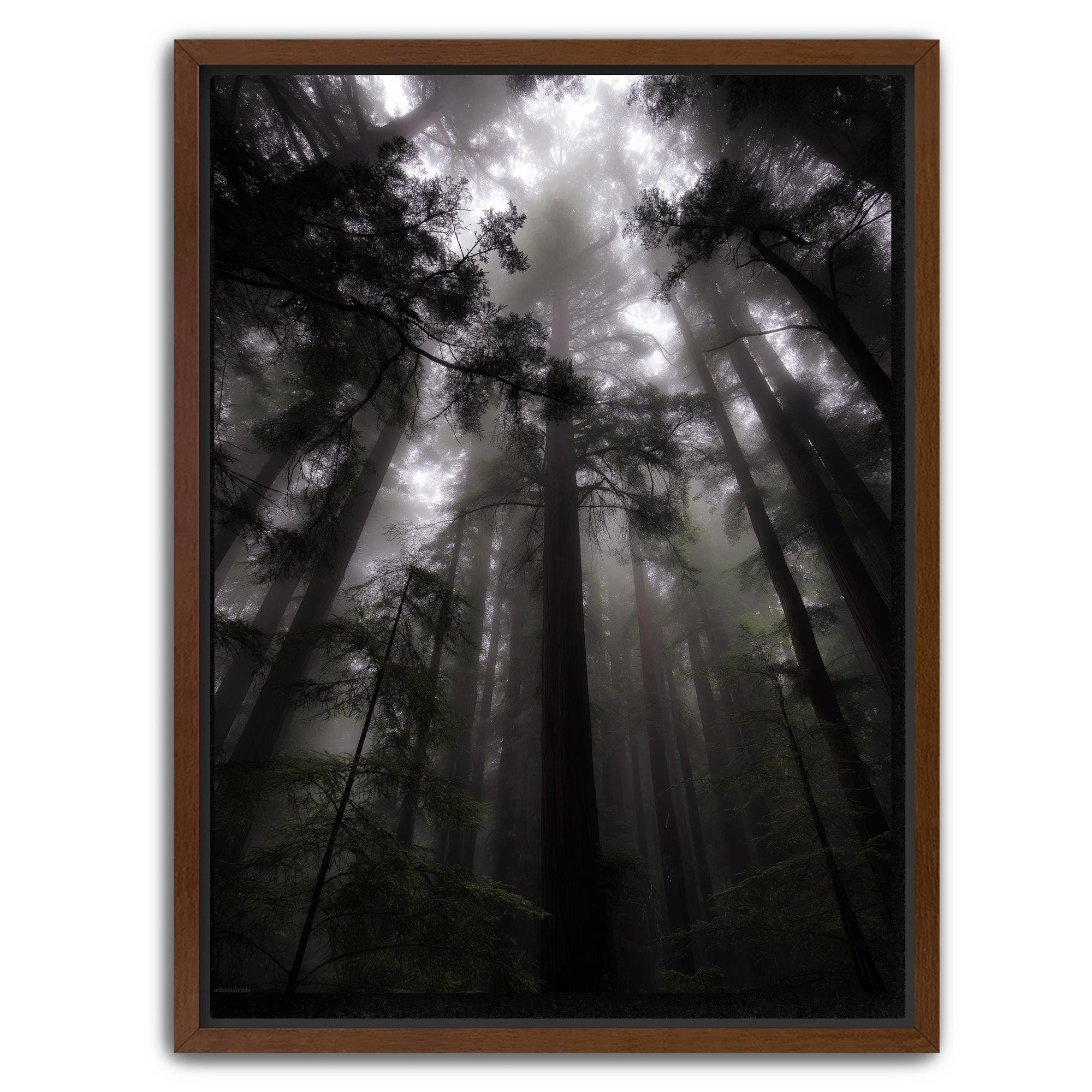 Misty redwood trees nature wall decor