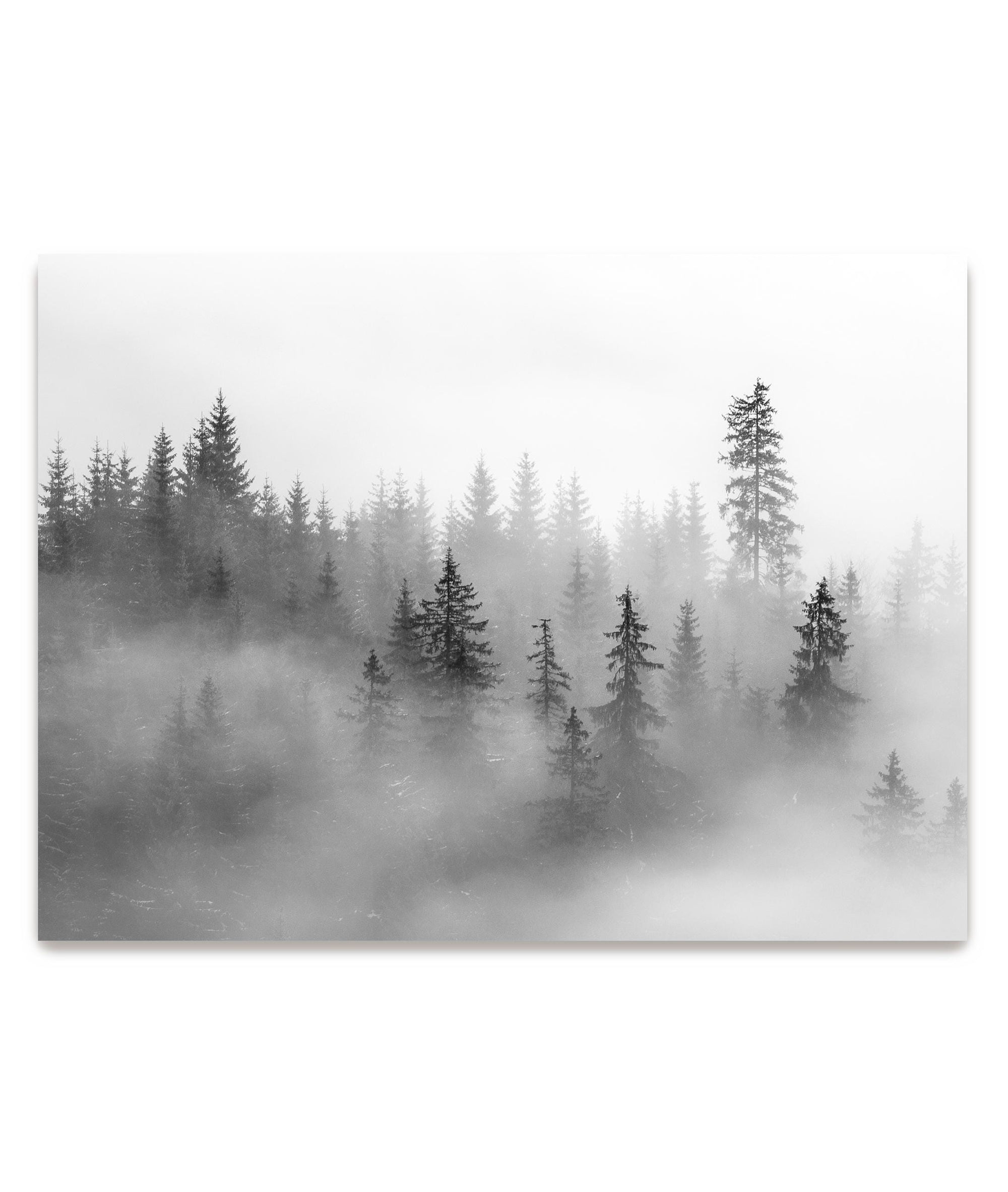 monochrome nature wall art