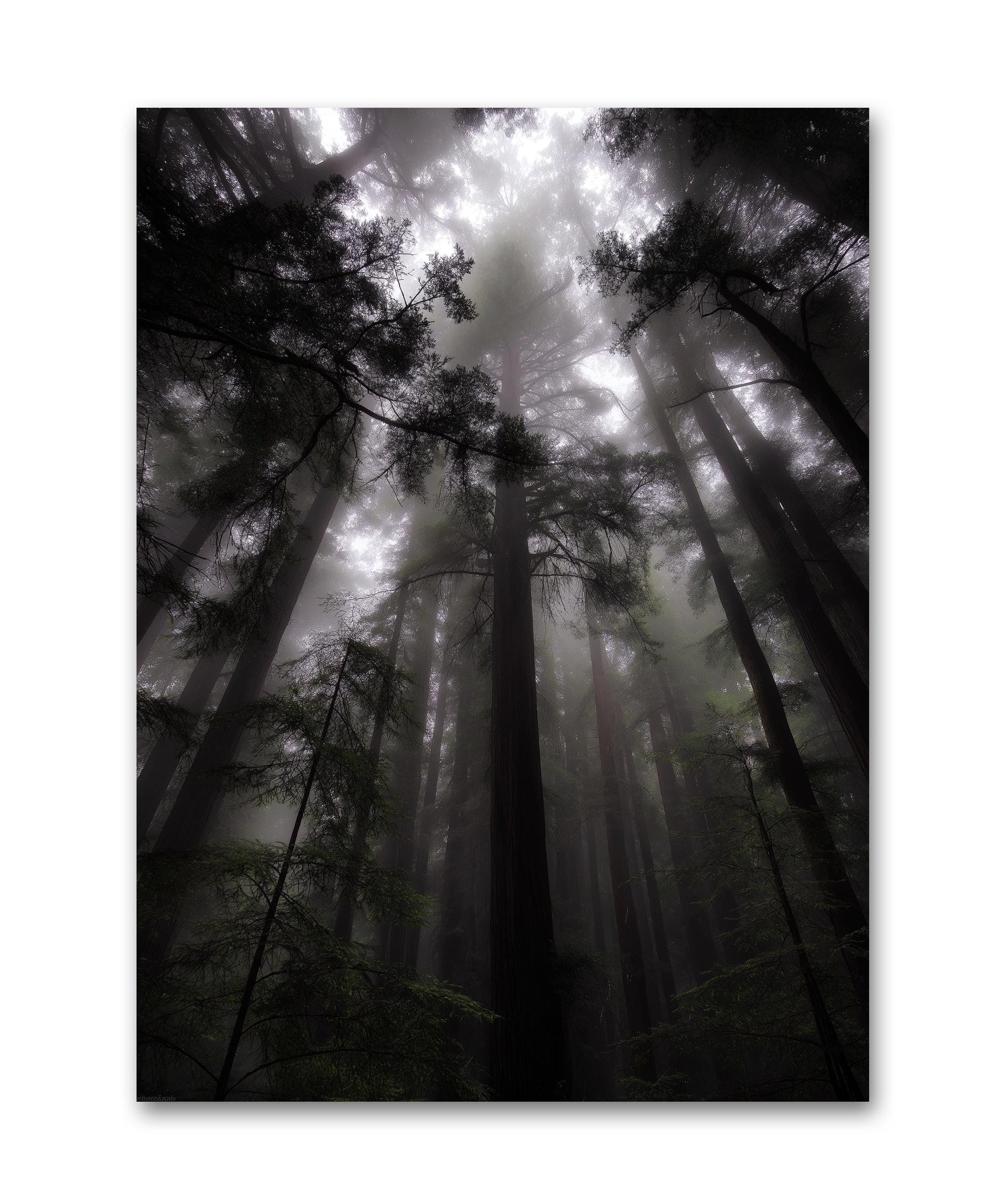 Large redwood forest wall art canvas vertical