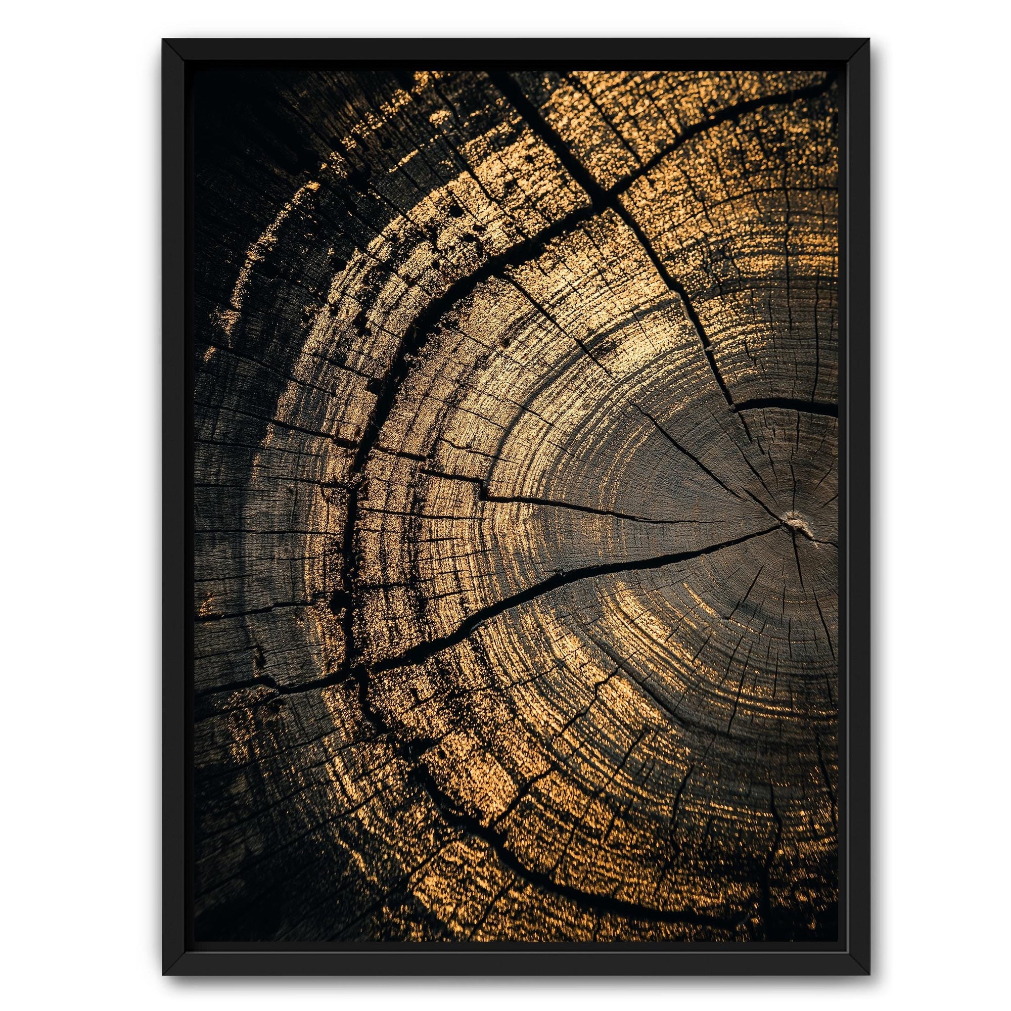 Tree rings wall art with black and metallic gold texture