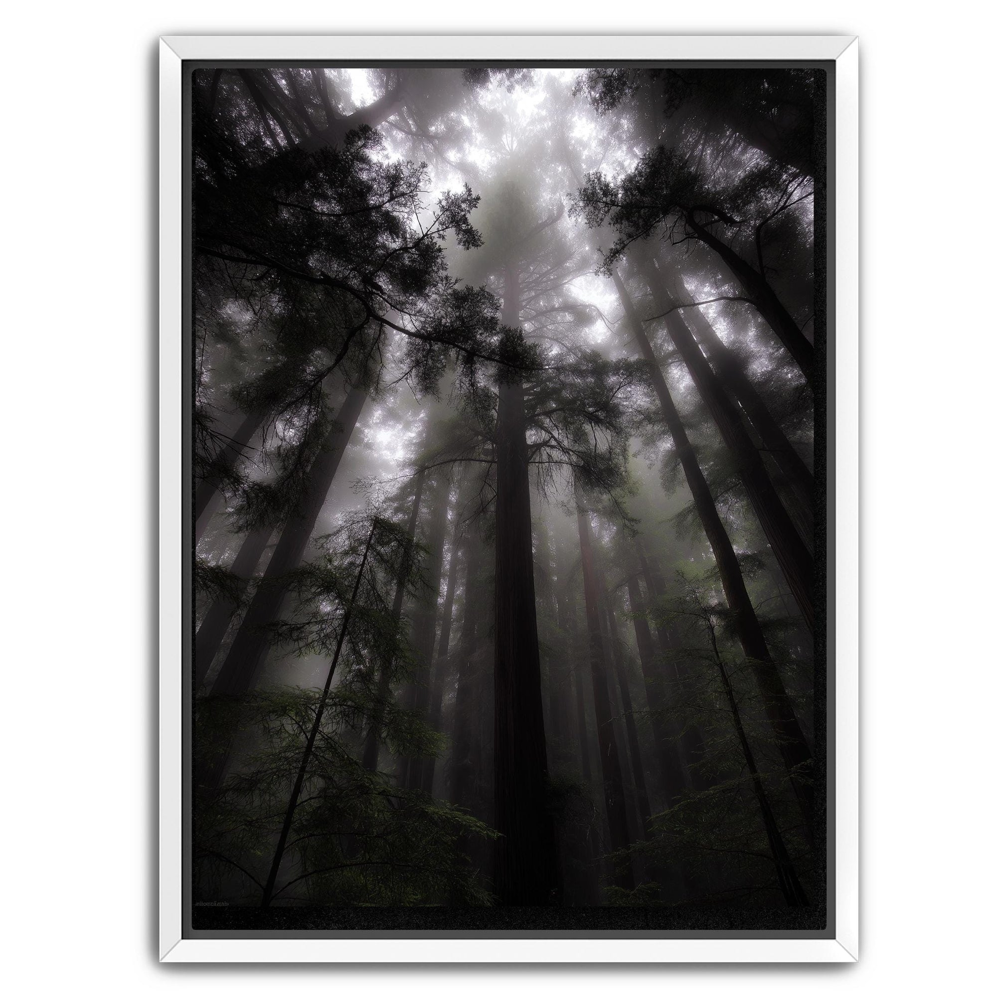 Dark misty tree photography wall art
